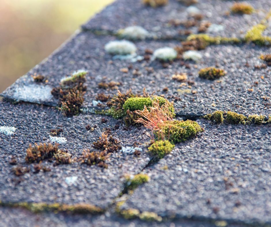 moss from tile roof near downtown Dallas