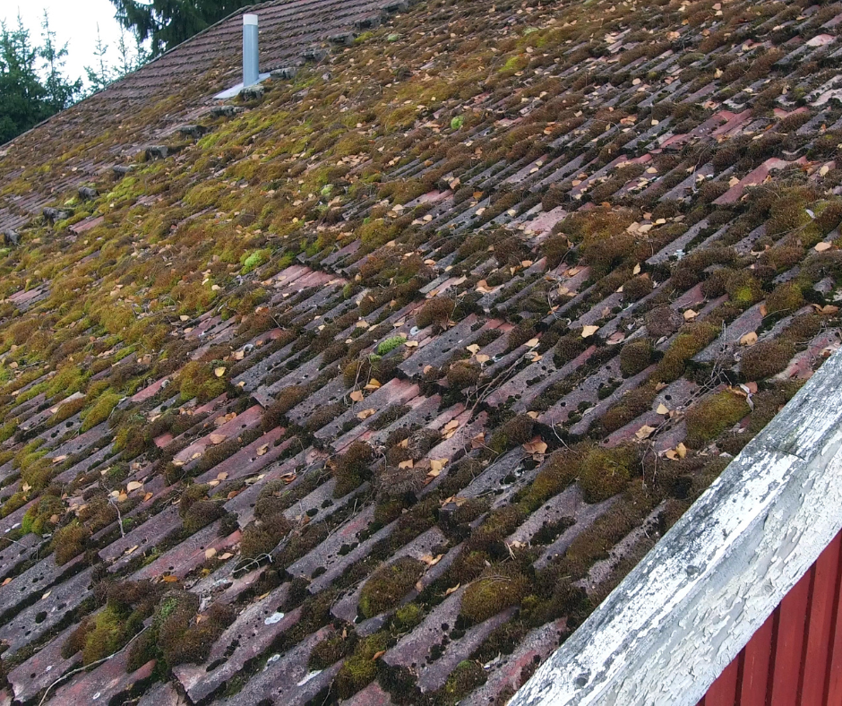 Algae growth on tile roof before safe cleaning in DFW